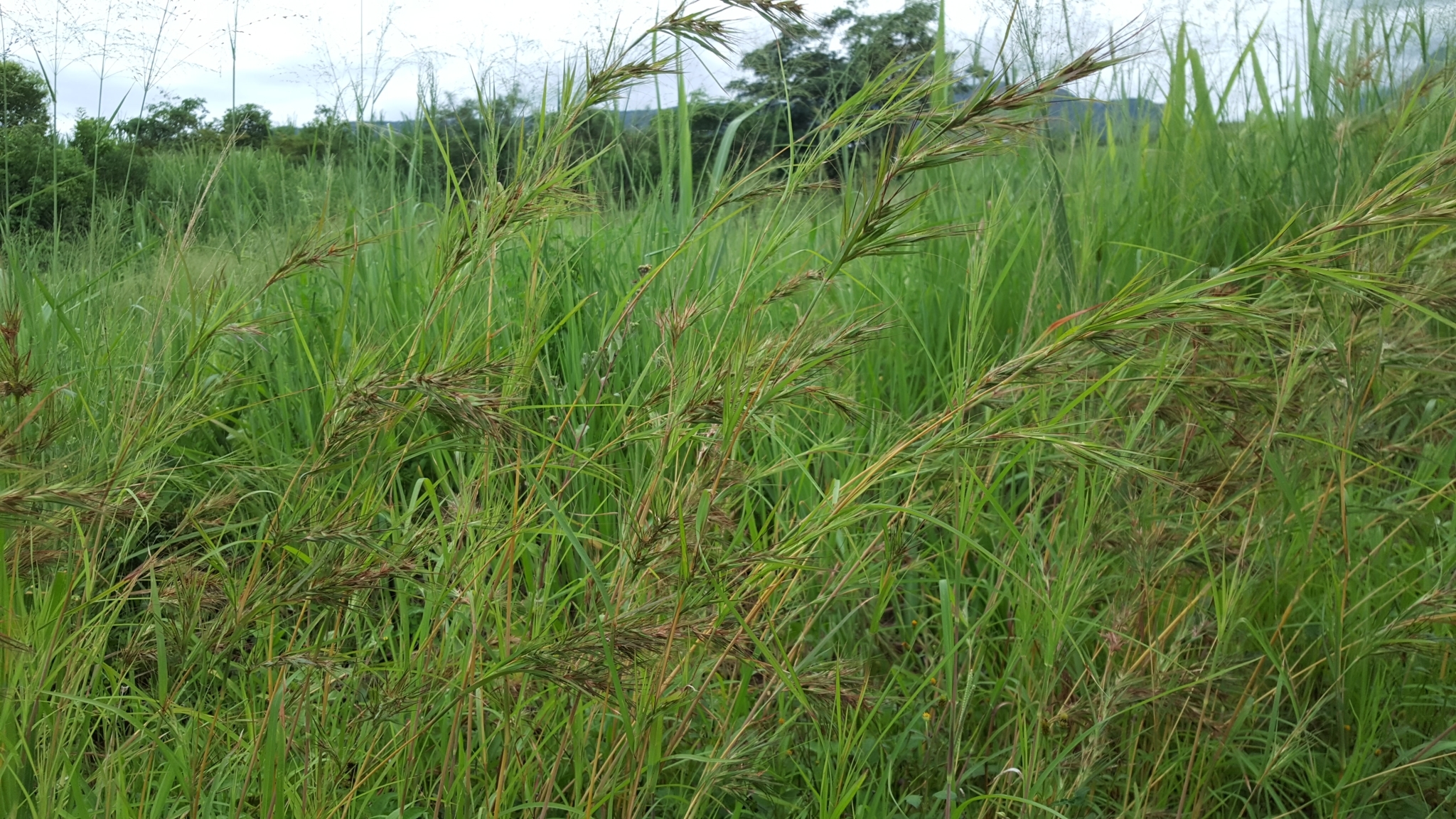 (c) François Rousseu, certains droits réservés (CC BY-NC) https://www.inaturalist.org/observations/104876730
