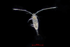 Acartia longiremis
