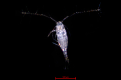 Acartia longiremis