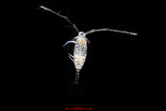 Acartia longiremis