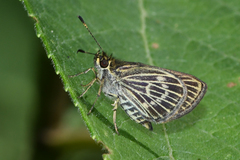 Callimormus interpunctata