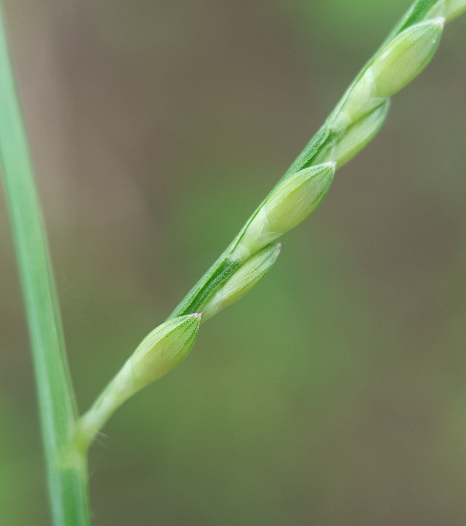 (c) François Rousseu, certains droits réservés (CC BY-NC) https://www.inaturalist.org/observations/104876789