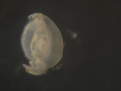 Quinqueloculina