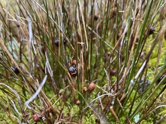 Rostkovia magellanica