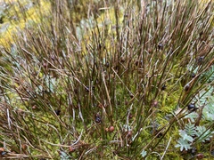 Rostkovia magellanica