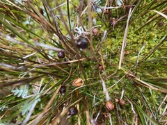 Rostkovia magellanica