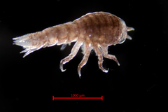 Hyperoche medusarum