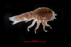 Hyperoche medusarum