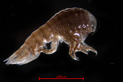 Hyperoche medusarum
