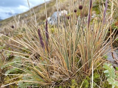 Festuca contracta
