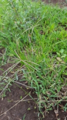 Chloris pycnothrix