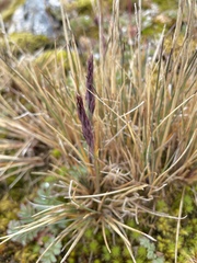 Festuca contracta