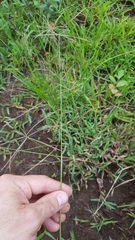 Chloris pycnothrix