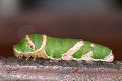 Papilio polytes romulus