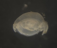 Quinqueloculina