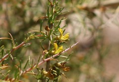 Aspalathus spinosa flavispina