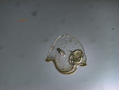 Cerebratulus