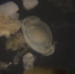 Quinqueloculina