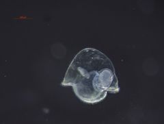 Cerebratulus