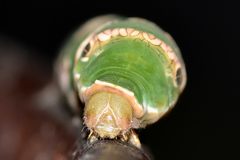 Papilio polytes romulus