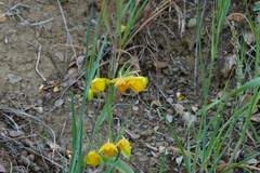 Calochortus amabilis