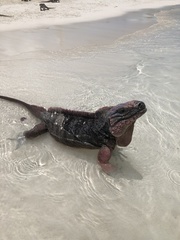 Cyclura cychlura