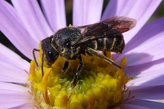 Stelis punctulatissima