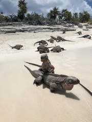Cyclura cychlura