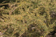 Aspalathus spinosa flavispina