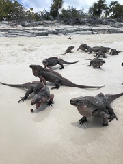 Cyclura cychlura