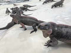 Cyclura cychlura