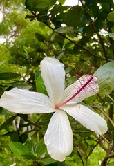 Hibiscus arnottianus