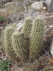 Echinocereus ledingii