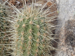 Echinocereus ledingii