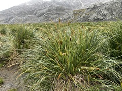 Poa flabellata