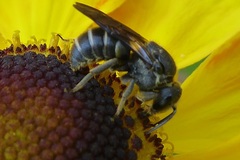 Stelis punctulatissima