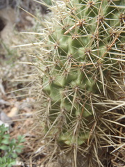 Echinocereus ledingii
