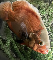 Astronotus