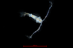 Tortanus discaudatus