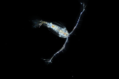 Tortanus discaudatus