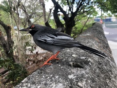 Turdus plumbeus