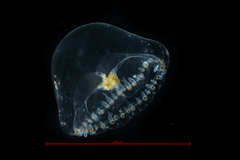 Proboscidactyla flavicirrata