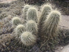 Echinocereus ledingii