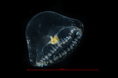 Proboscidactyla flavicirrata