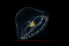 Proboscidactyla flavicirrata