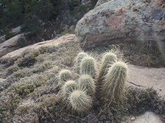 Echinocereus ledingii
