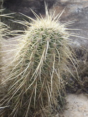 Echinocereus ledingii