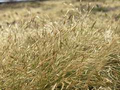 Deschampsia antarctica