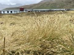 Deschampsia antarctica