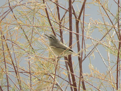 Phylloscopus neglectus